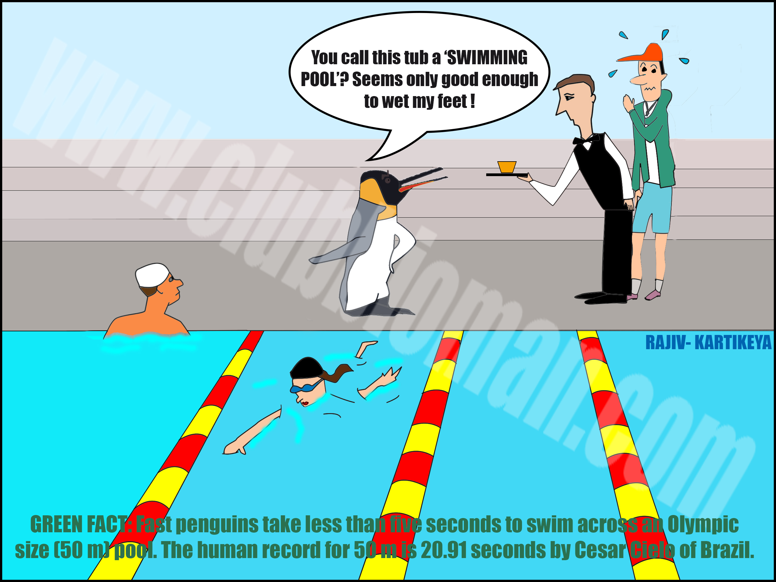 Penguin Swimming Olympic