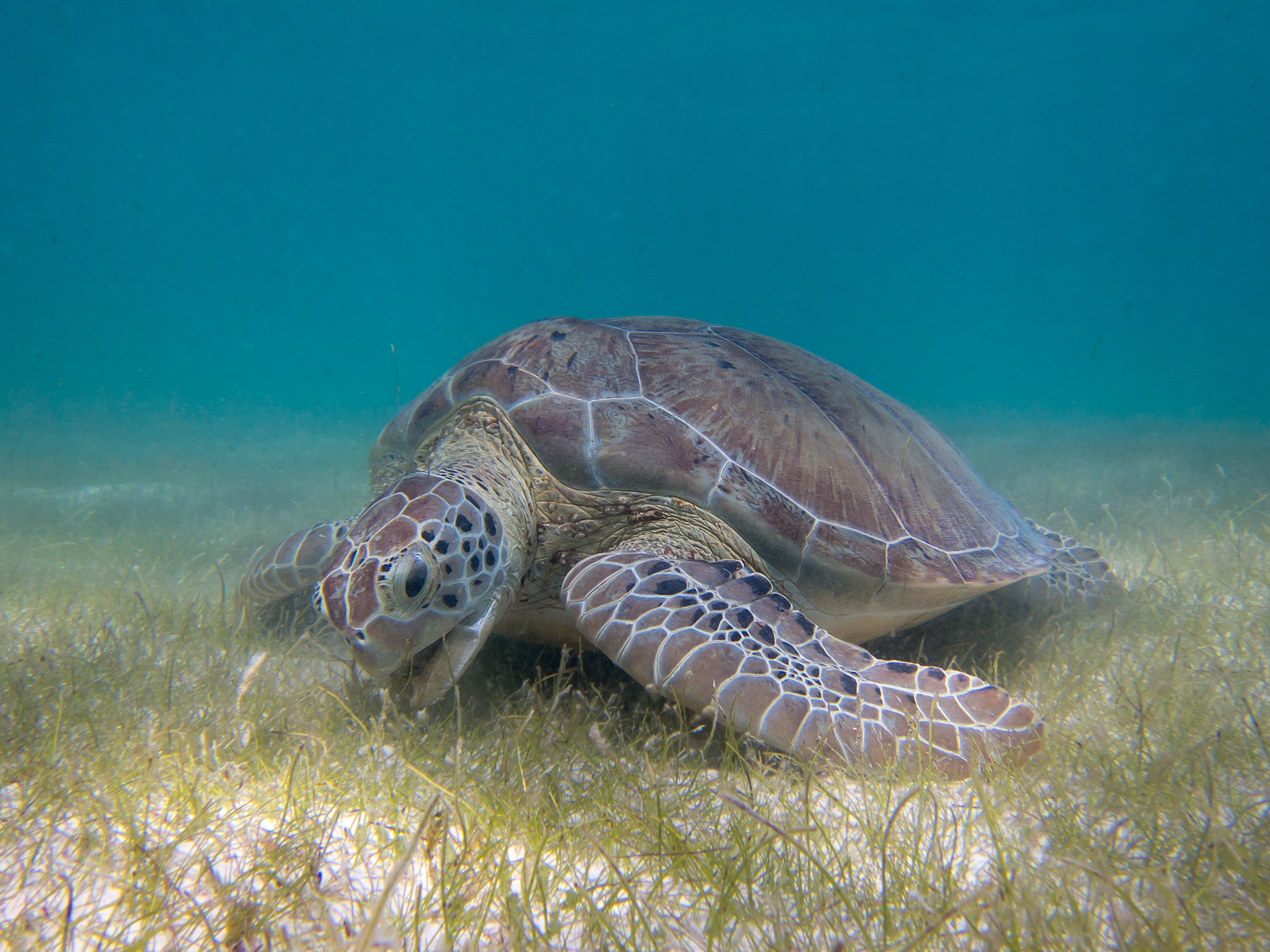 Seagrass Green Sea Turtles